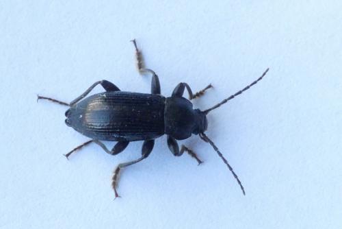 Réf. 226 367 : Stenomax aeneus